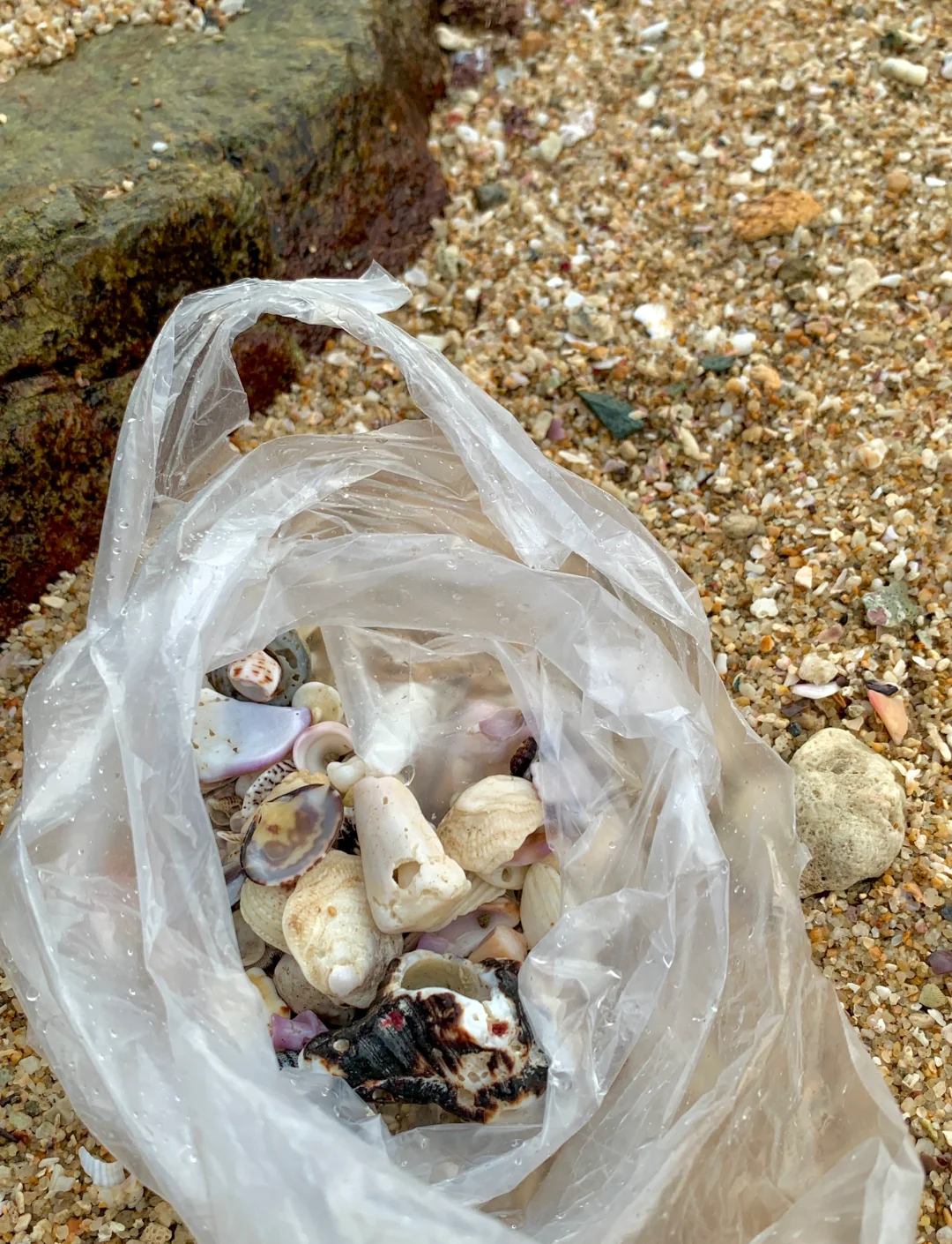 九游娱乐首页-海南珊瑚表现出色,主场攻陷巢穴的简单介绍