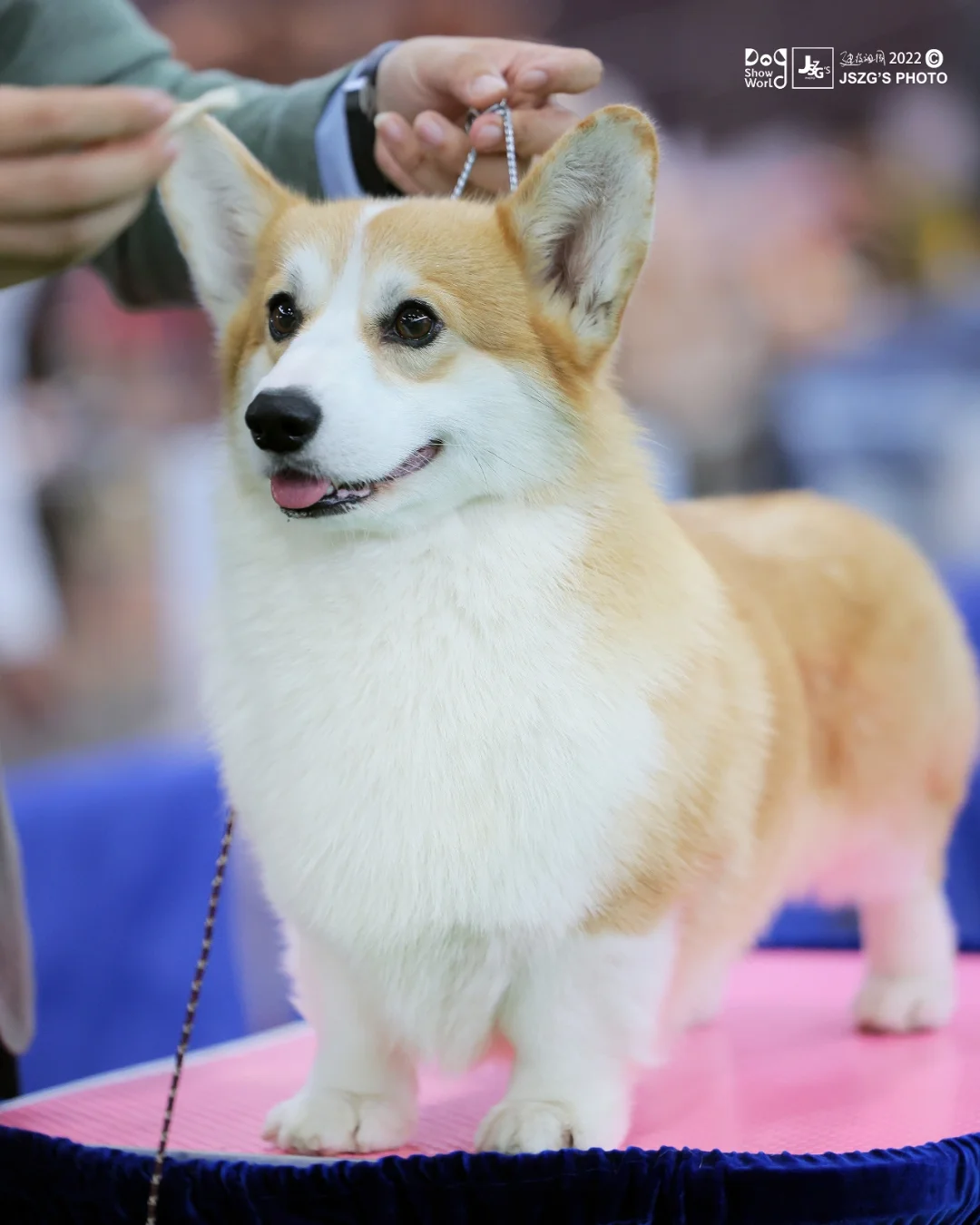 瑞典冰球队士气高昂，夺得冠军头衔